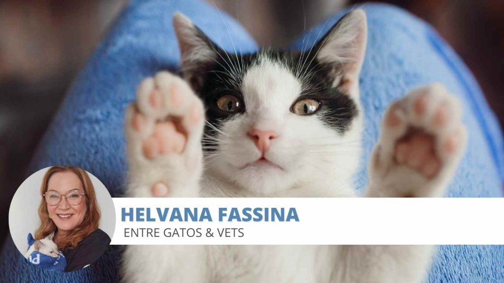 filhote de gato