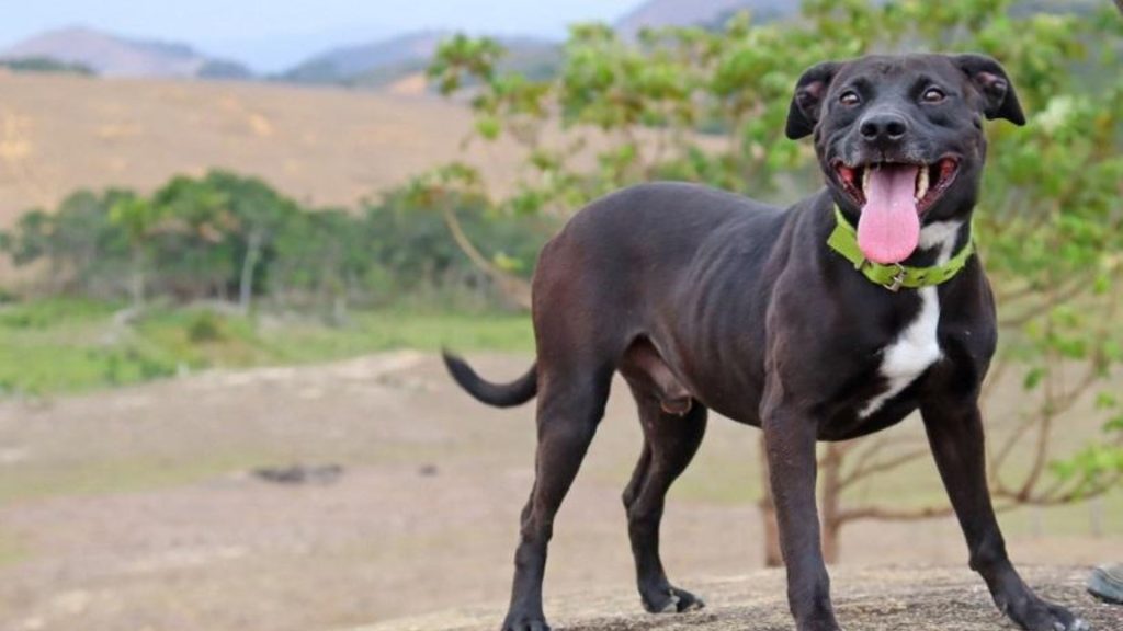 Serra Castração Cães Gatos