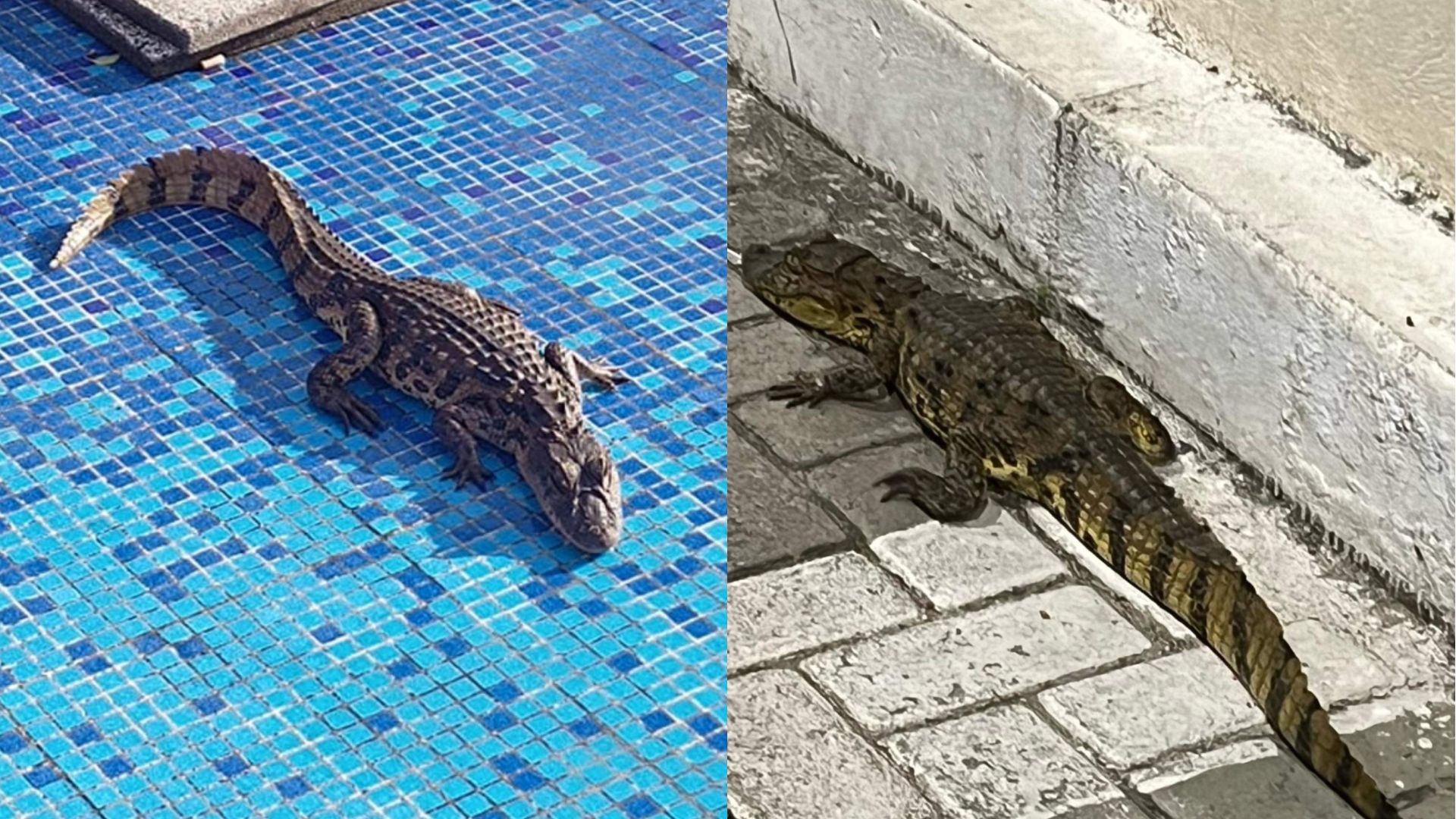 Jacaré Hospital Serra