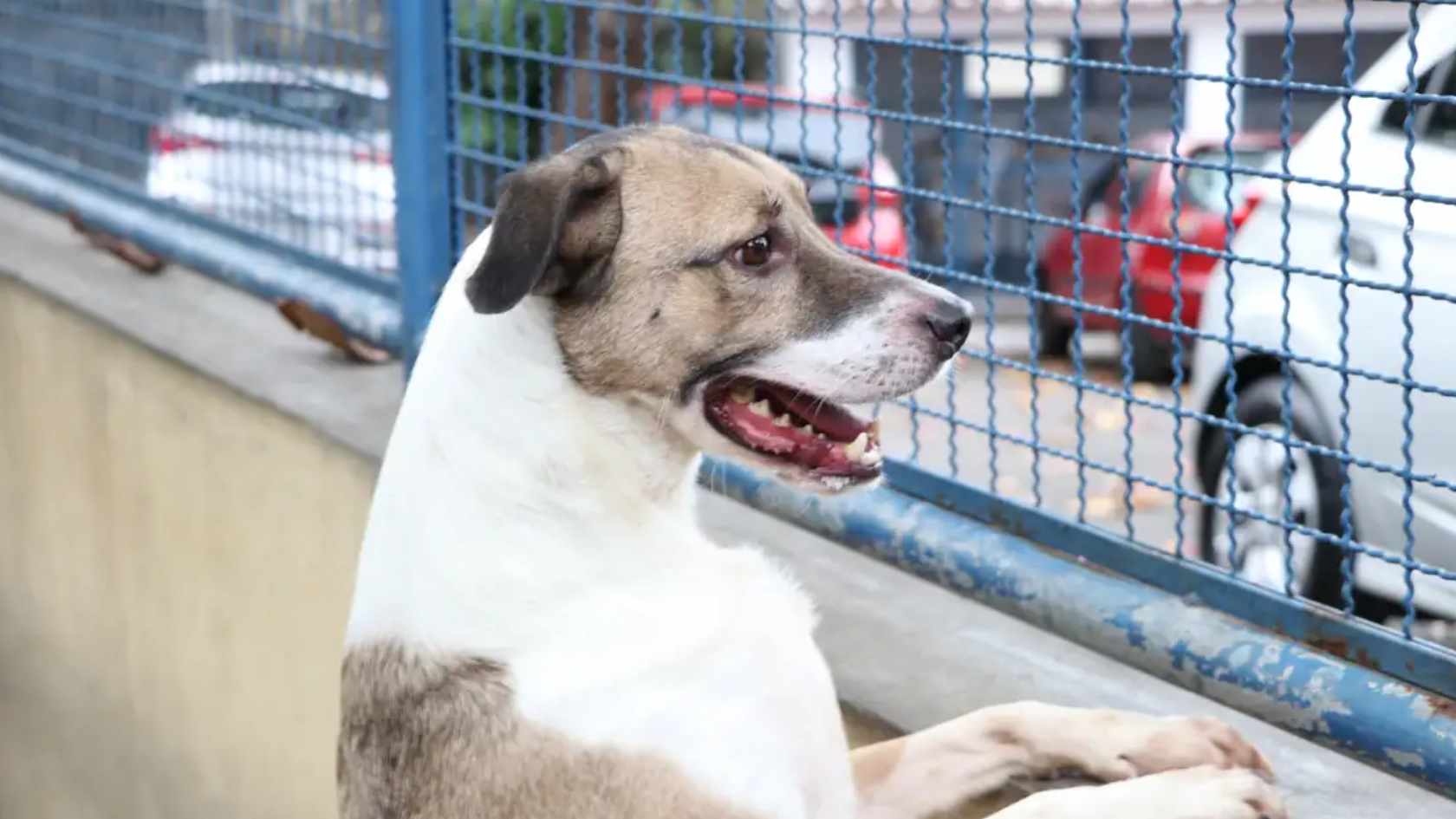 Design sem nome (2) pets