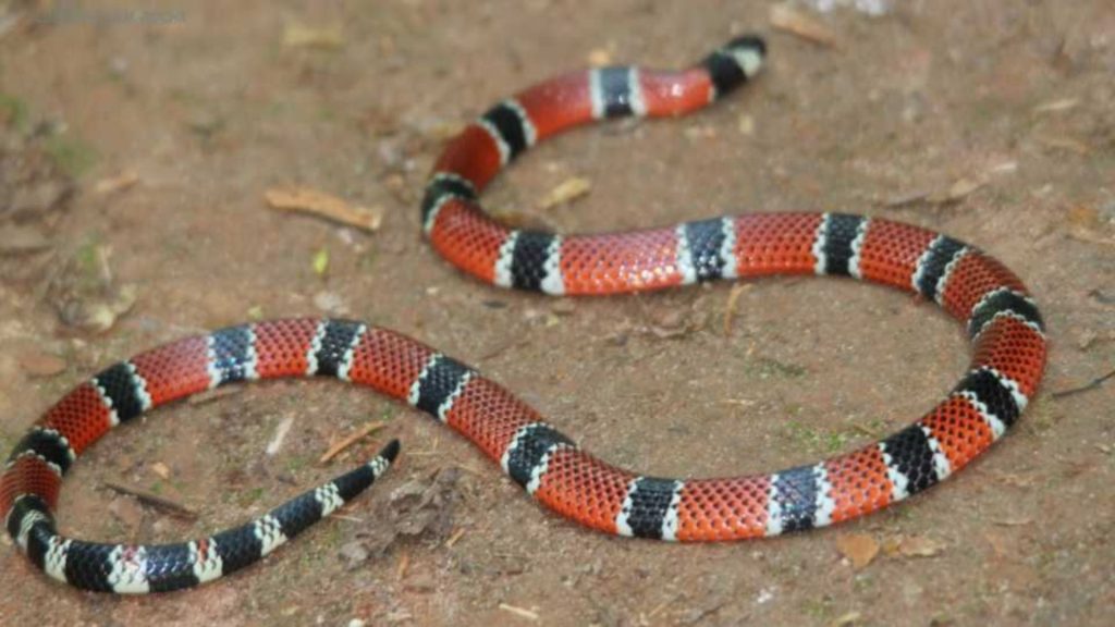 Cobras venenosas Cobra Serra