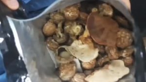 Polícia Fábrica Chocolate Cogumelos