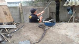 Cobra Jiboia Serra Casa Moradores