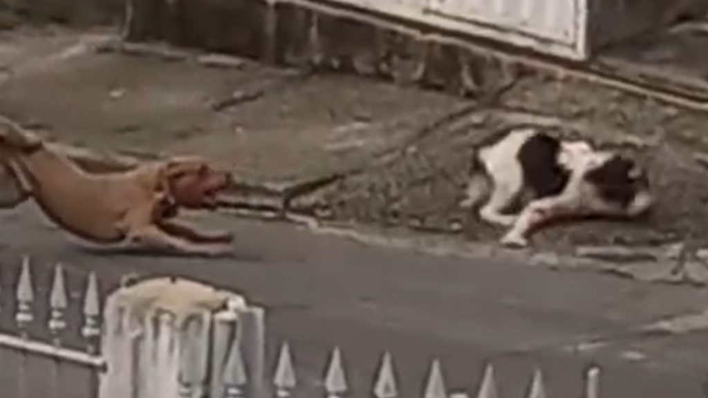 Cachorro Pitbull Serra