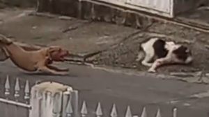 Cachorro Pitbull Serra