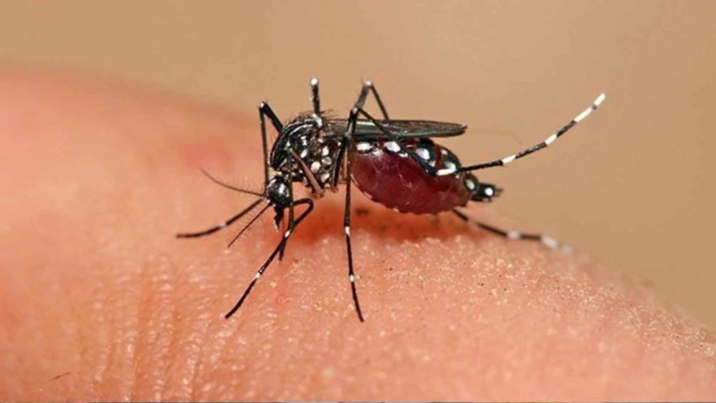 dengue