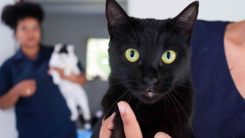 cães e gatos