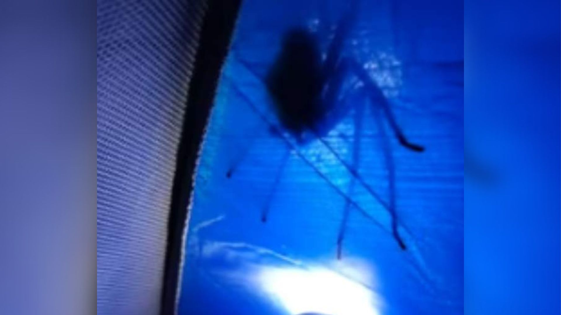 Aranha gigante Serra