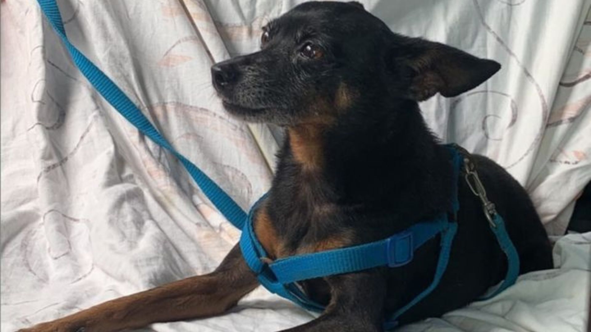 Max Cachorro idoso Serra Desaparecido