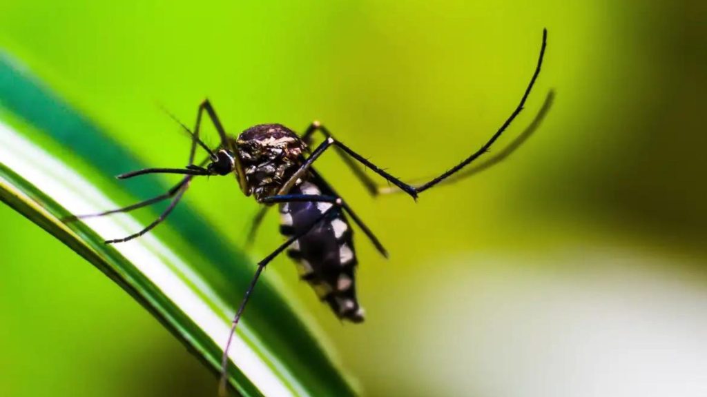Dengue Serra Casos