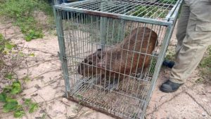 Serra Capivara Empresa