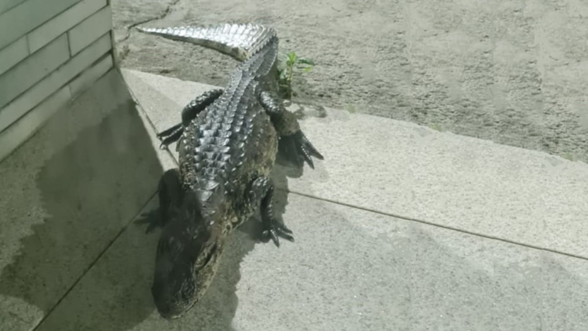 Jacarés Serra Jacaré