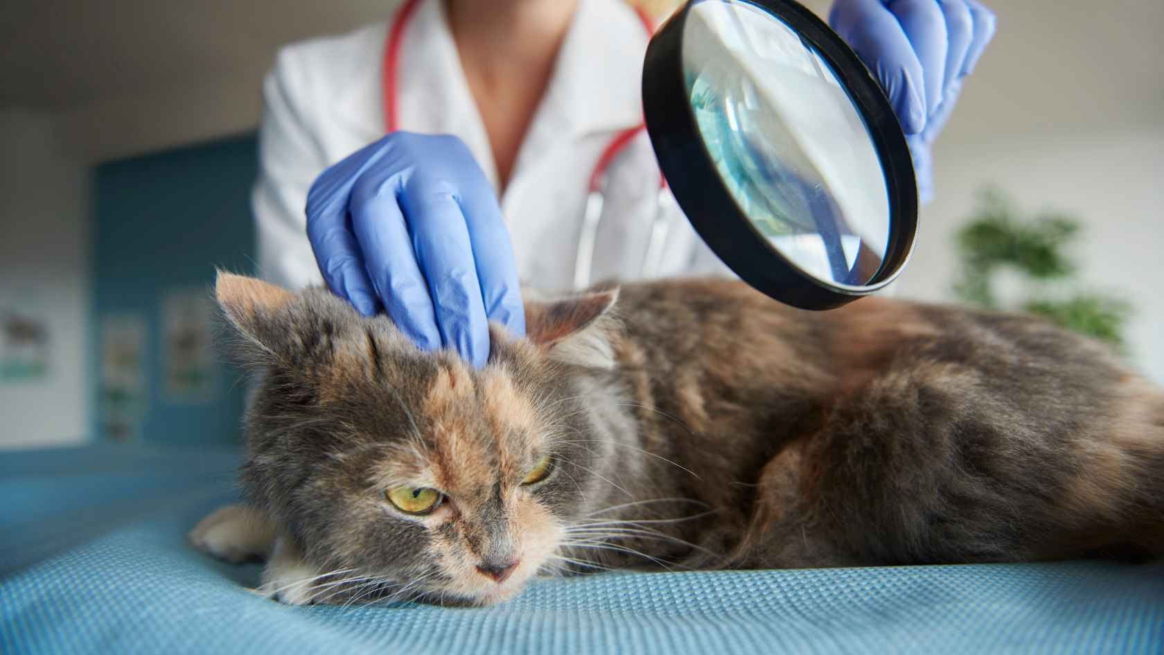 doenças em gatos