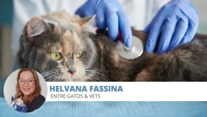 doenças em gatos