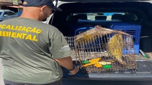 Serra Ouriços Fiscalização Ambiental