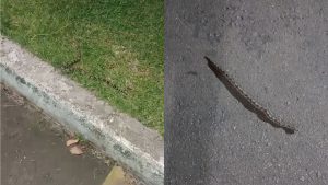 Serra Invasão Cobras Condomínio