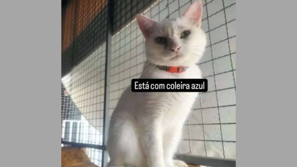 gato