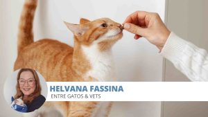 Anorexia felinos