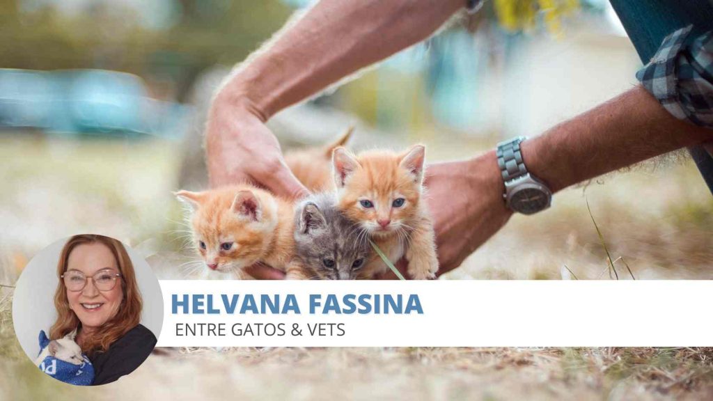 diarreia felinos