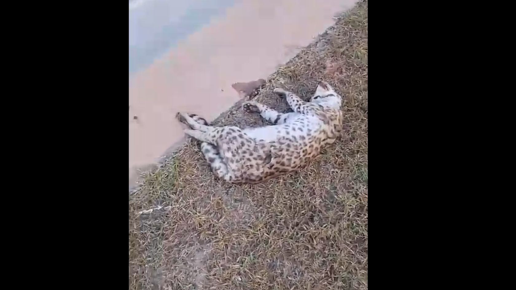 Contorno Mestre Álvaro