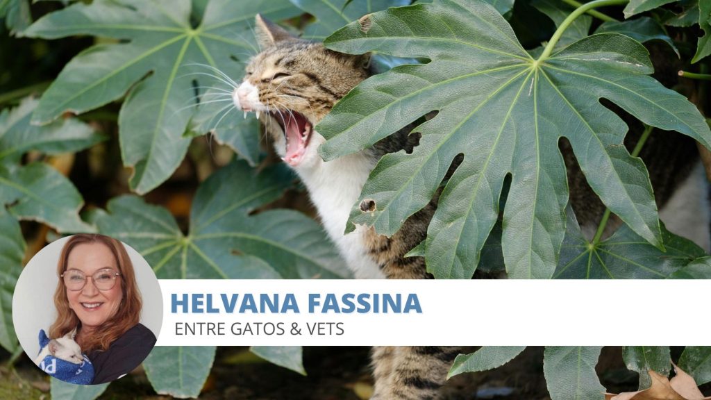 gato planta