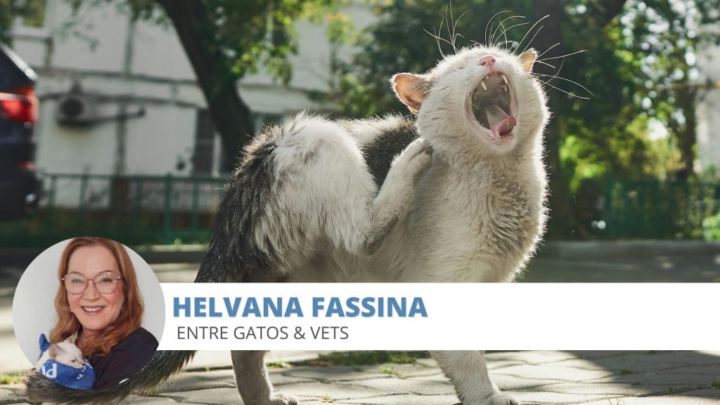 Otite gatos