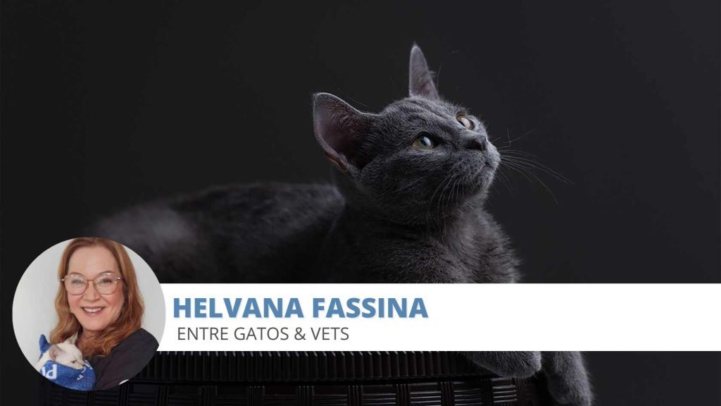 gata cio