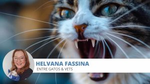 agressividade felina