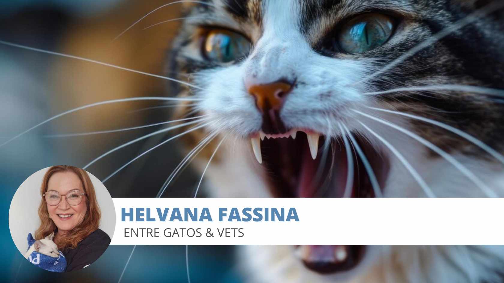 agressividade felina