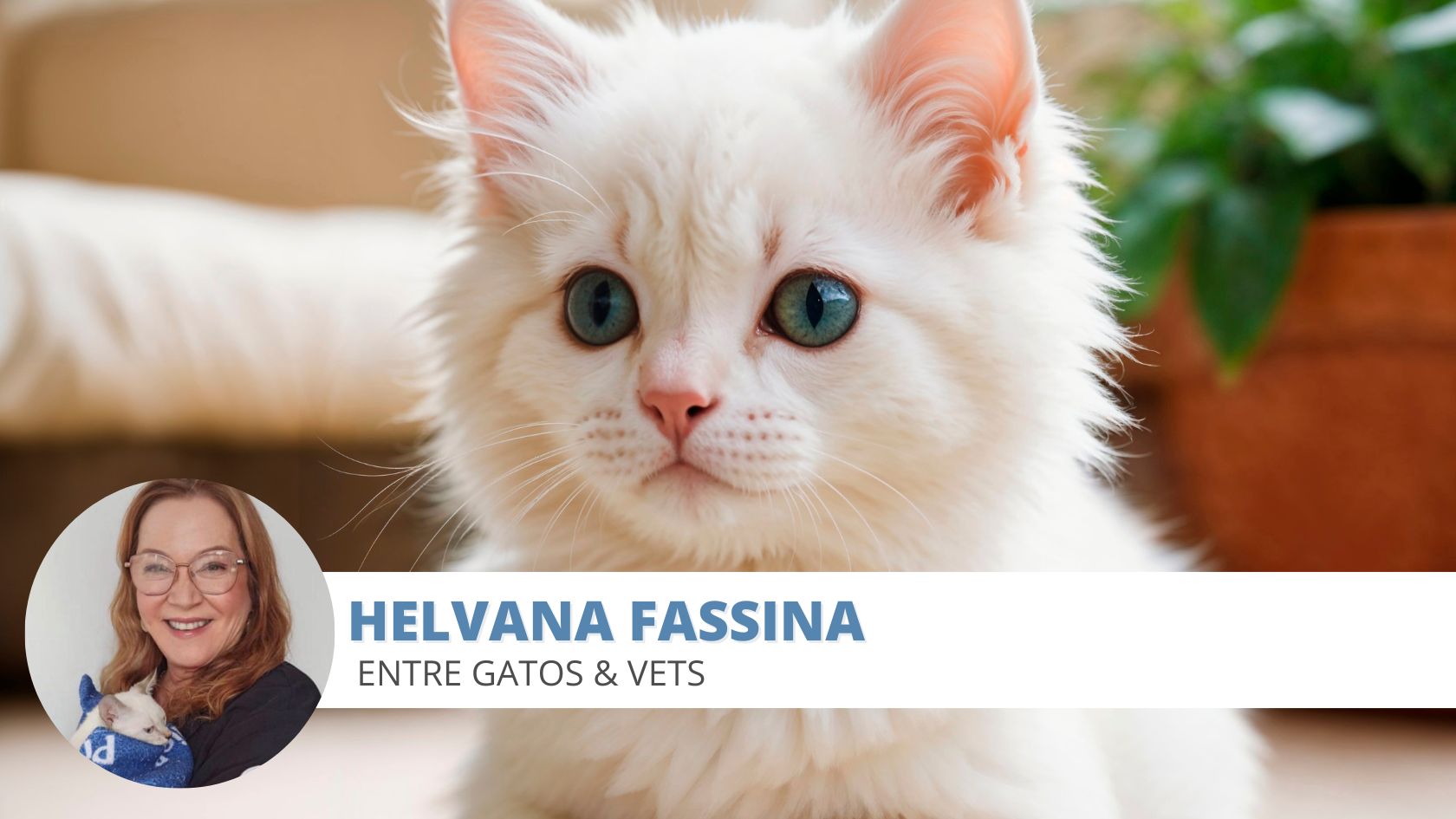 assimetria facial gatos