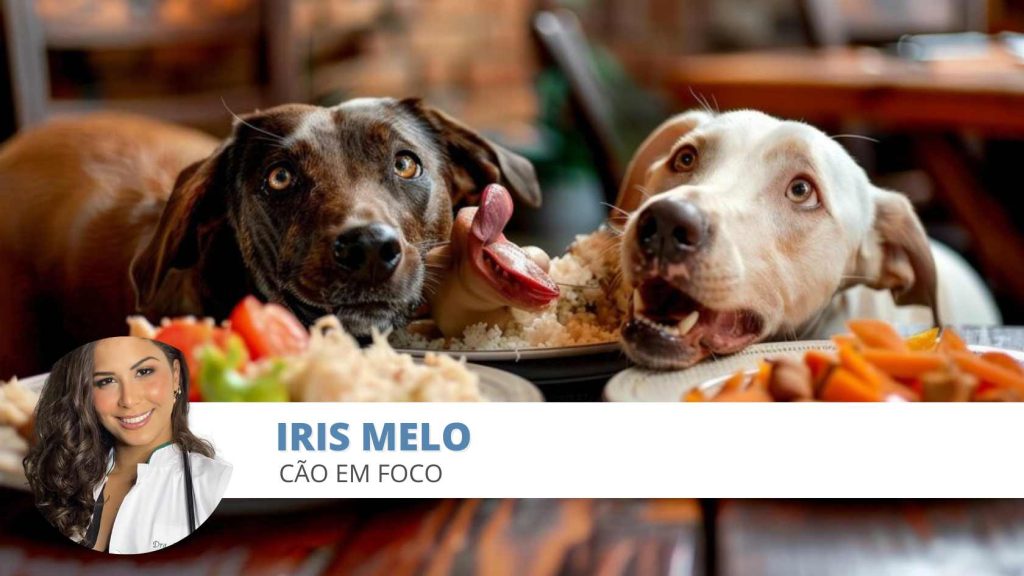 alimentação cães