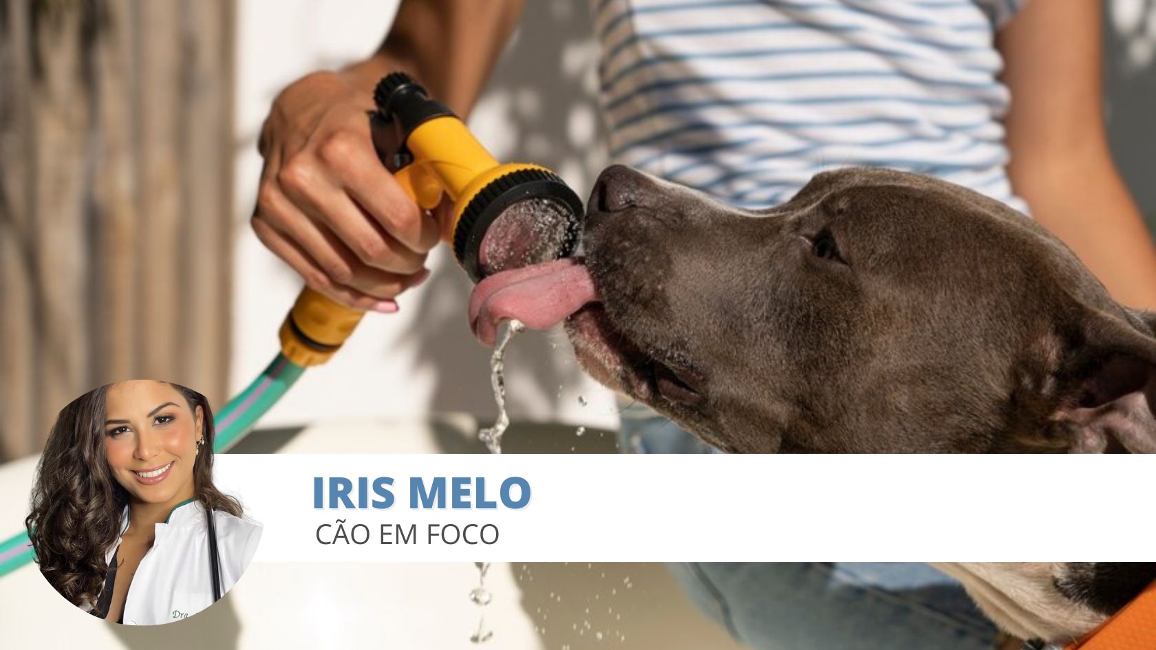 calor cães