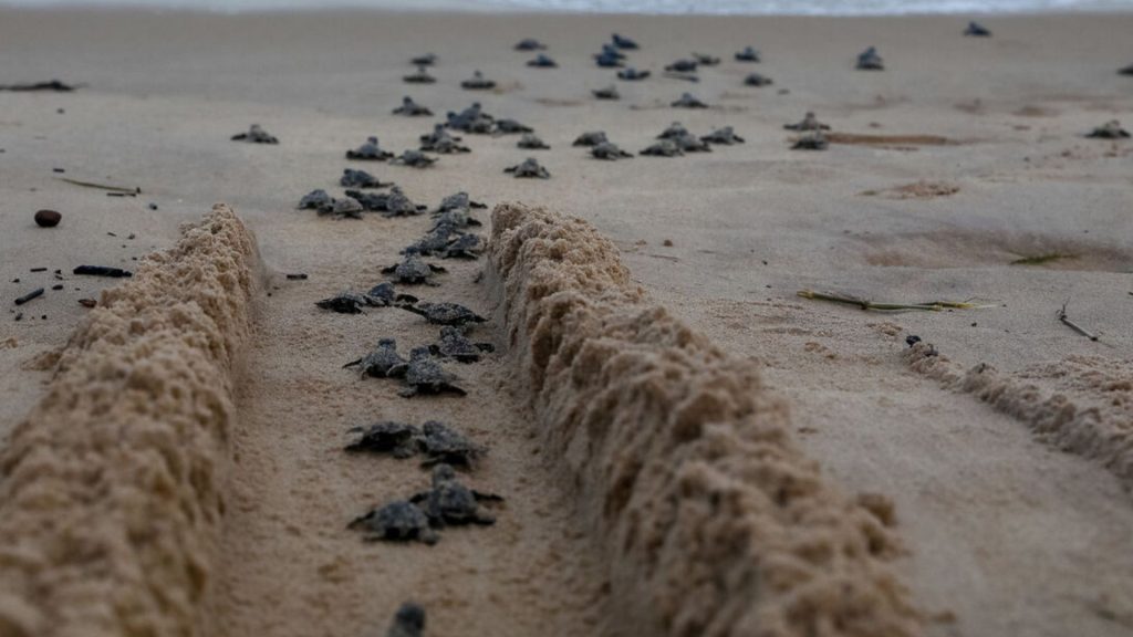 Serra Praias Iluminação Tartarugas Tartaruguinhas
