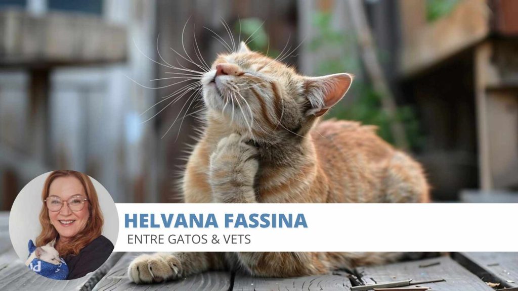 coceirinha gato