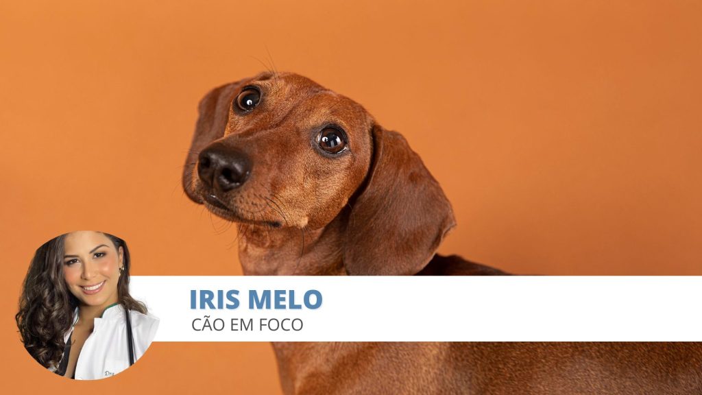 otite cães