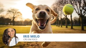 Brinquedos perigosos