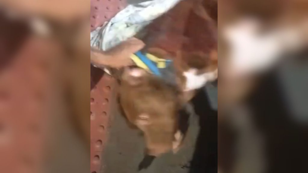 Cachorro baleado Guarda da Serra