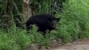 Serra Javali selvagem Bairro Moradores