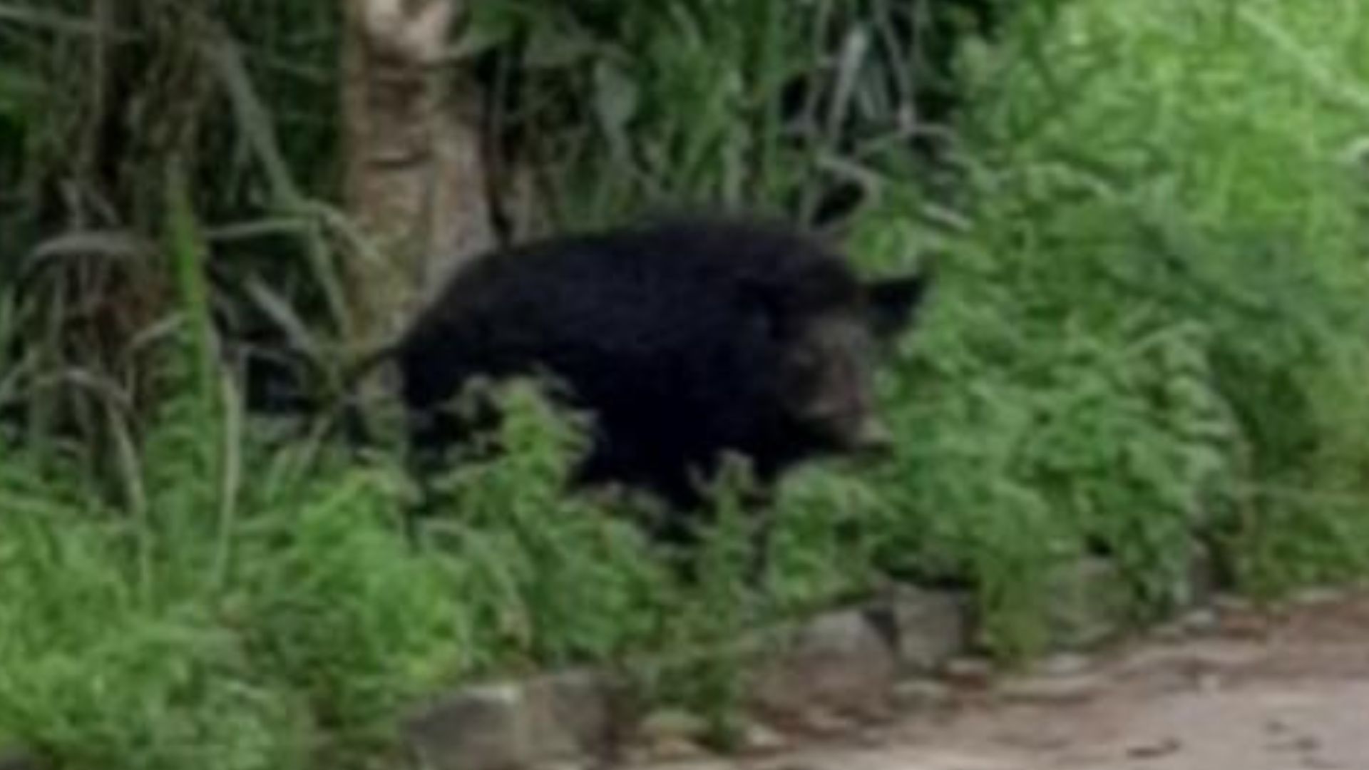 Serra Javali selvagem Bairro Moradores
