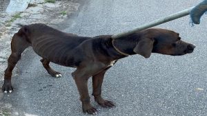 Serra Cachorro Cães Maus-tratos