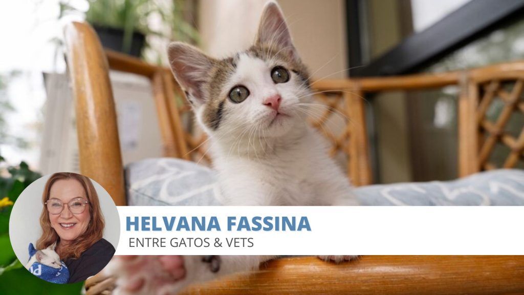gato mia