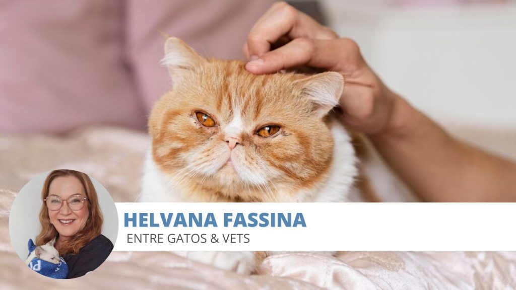 gato saudável
