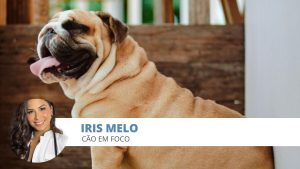 obesidade cães