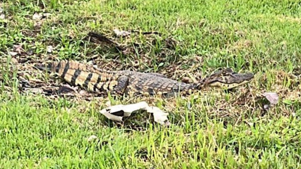 Serra Jacaré Rodovia