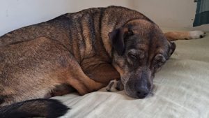 cadela melhor amiga idosa Serra