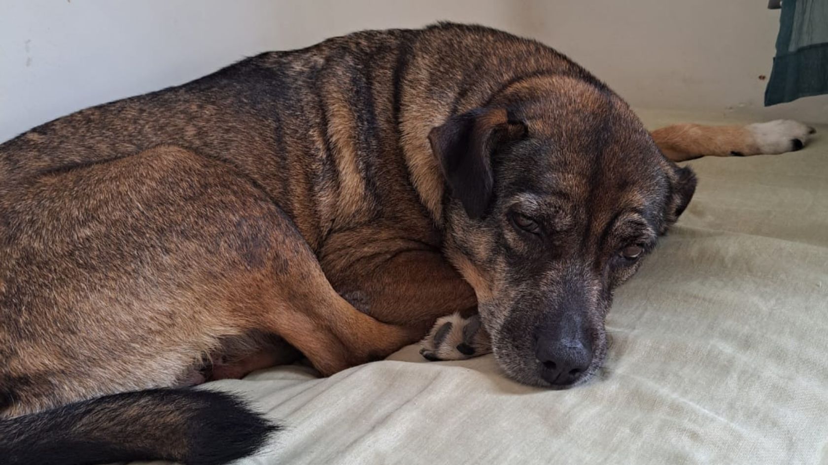 cadela melhor amiga idosa Serra