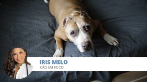 fogos artifício cães