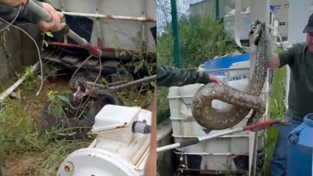 Serra Cobra gigante Empresa