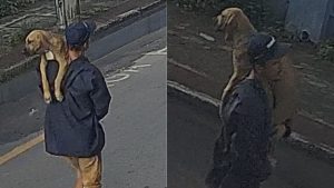 cadela raça Serra furto