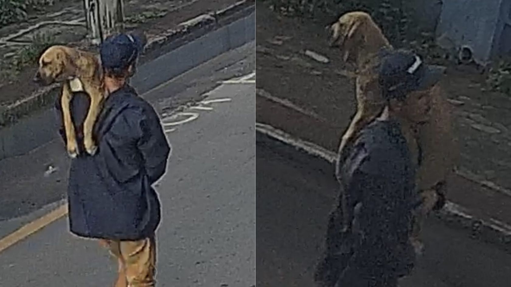 cadela raça Serra furto